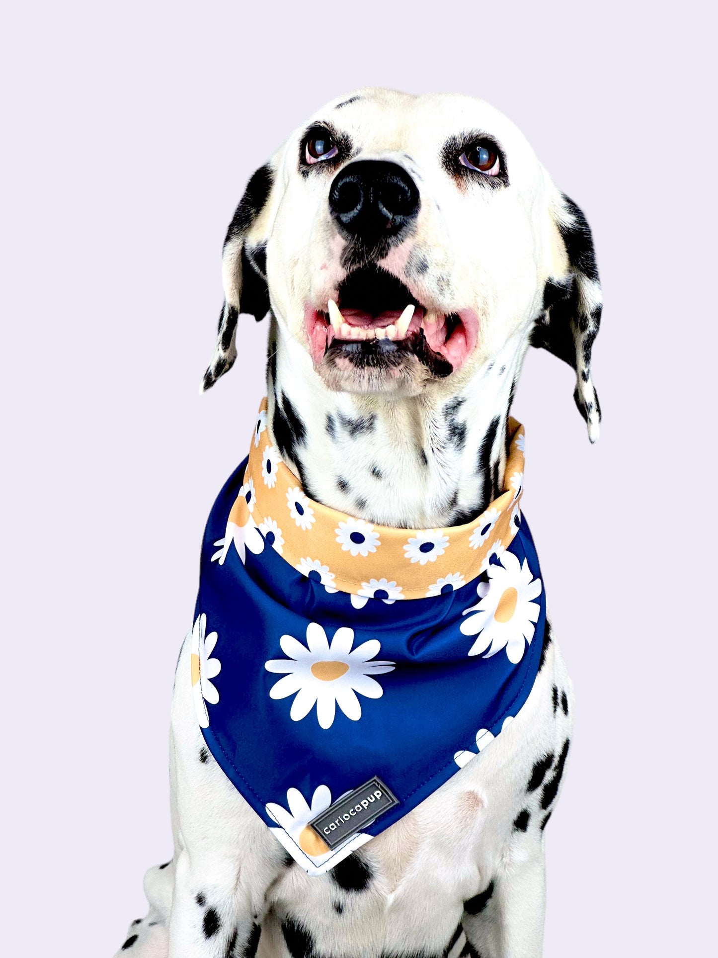 Bandana Pet Dupla Face Girly Flowers - Azul