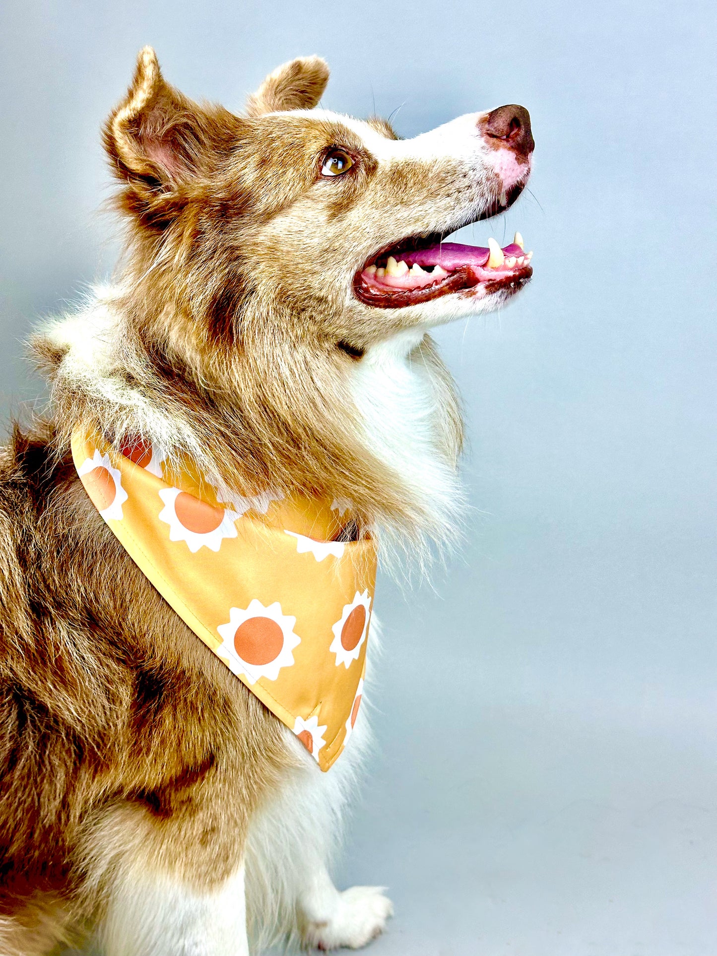 Bandana Pet Dupla Face Sunny Soul Laranja da CariocaPup