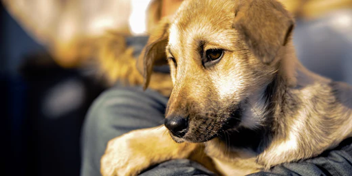 4 dicas incríveis para habituar seu cachorro a usar roupas